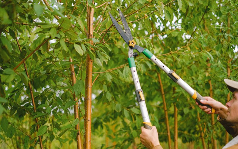 Tree trimming in Kualapuu, HI
